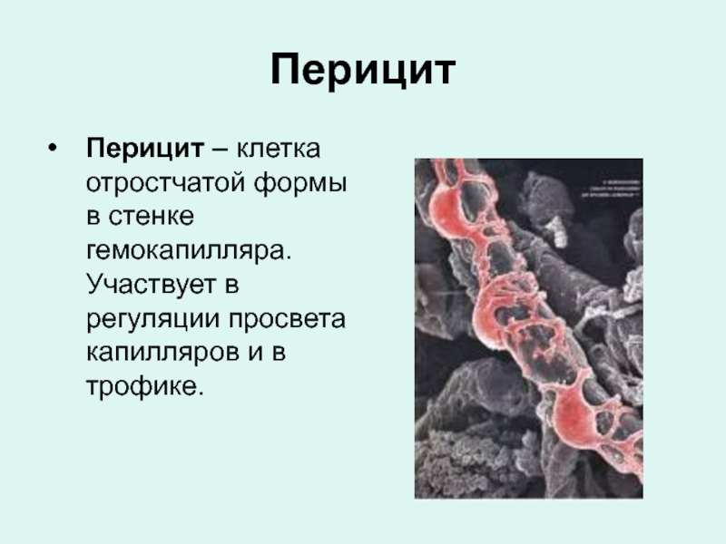 Перициты в стенке капилляров