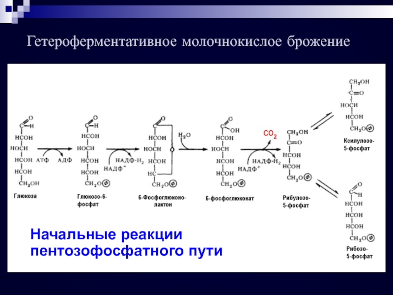 Молочнокислое гомоферментативное брожение схема