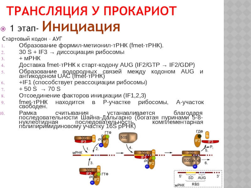 Трансляция у прокариот и эукариот