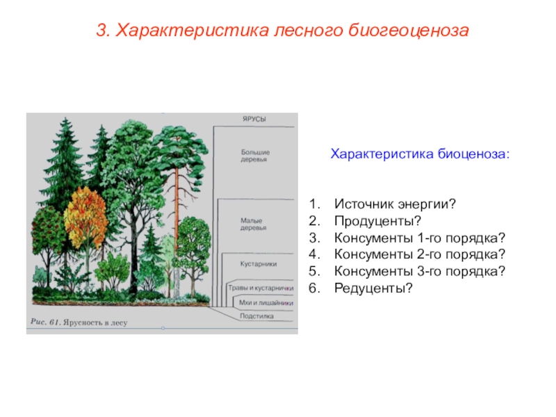 Характеристика леса. Лесная экосистема характеристика. Характеристика биоценоза. Консументы в биоценозе. Свойства лесного биогеоценоза:.