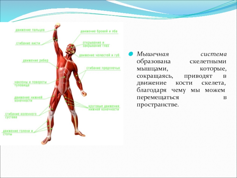 Мышцы система органов. Органы мышечной системы. Мышечная система образована. Основные группы скелетных мышц человека. Системы органов человека мышечная система.