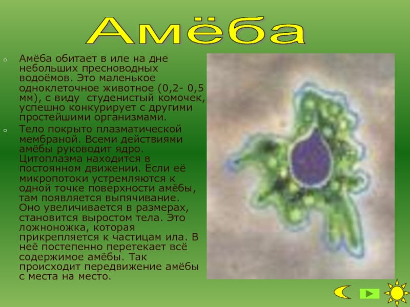 Сколько простейших известно. Доклад по биологии 5 класс одноклеточные животные. Амеба. Простейшие доклад. Амеба обыкновенная обитает.