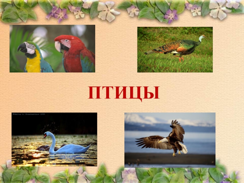 Урок многообразие животных. Разнообразие животных 3 класс окружающий мир про птиц. Многообразие животных. Птицы. 2 Класс.