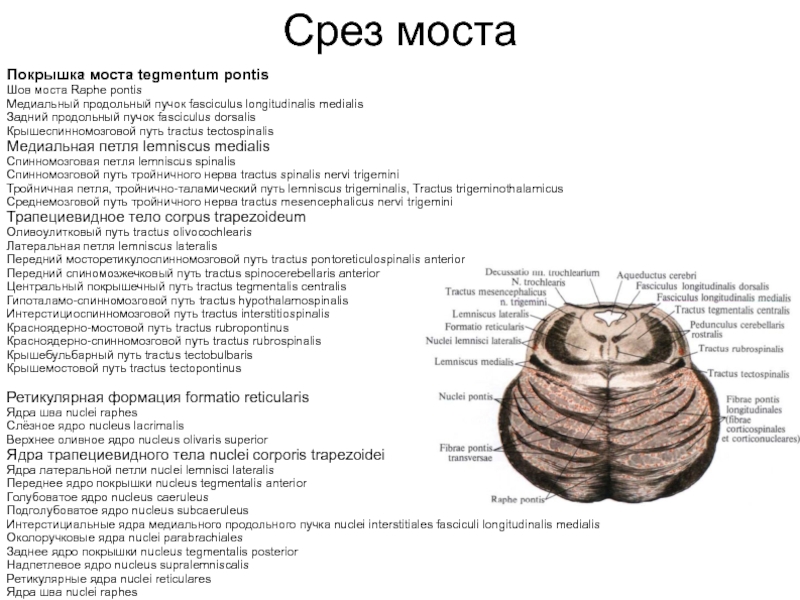 Медиальная петля. Верхнее оливное ядро моста. Задний продольный пучок (fasciculus longitudinalis dorsalis, s.posterior). Ядра покрышки моста. Продольный срез моста.