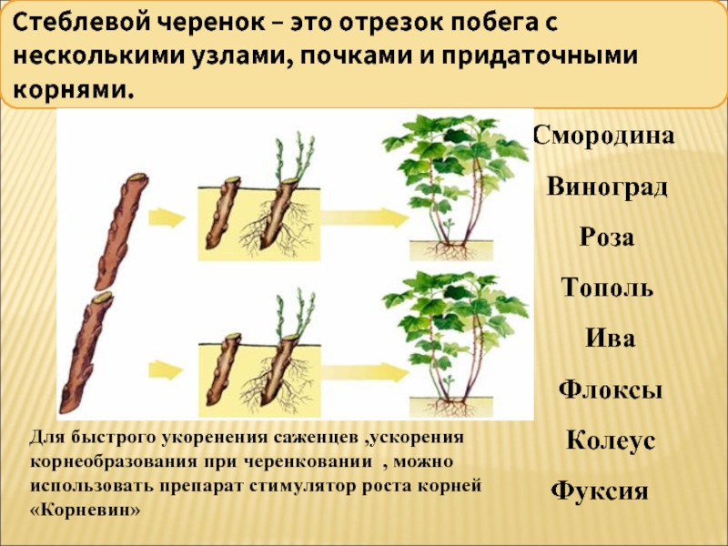 Пример процесса иллюстрирующего размножение у растений. Вегетативное размножение черенками. Вегетативное размножение растений отводки. Вегетативное размножение отводками черенка. Вегетативное размножение листовыми черенками.