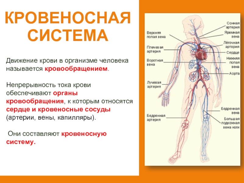 Кровеносная системаДвижение крови в организме человека называется кровообращением. Непрерывность тока крови обеспечивают органы кровообращения, к которым относятся