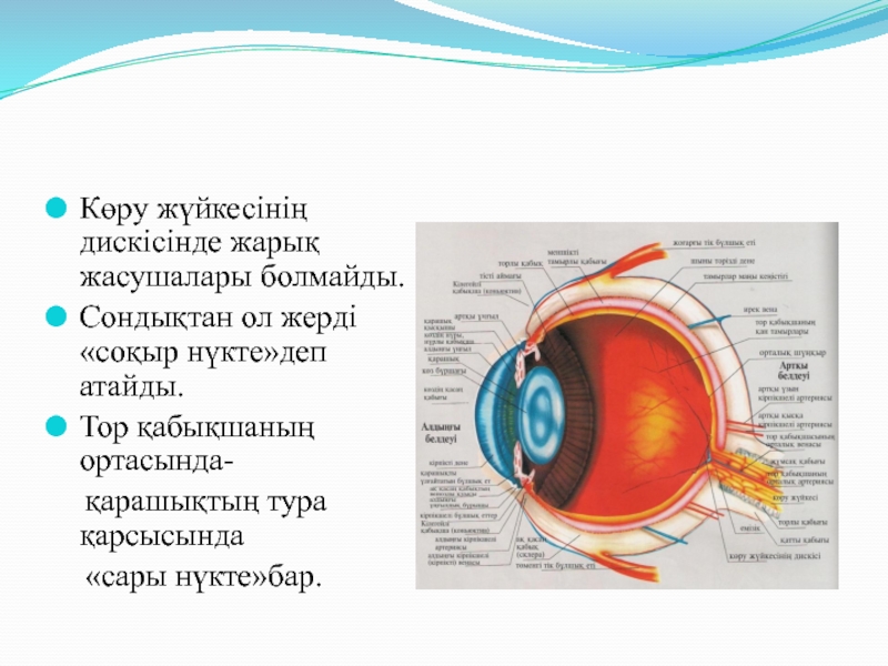 Көз құрылысы презентация