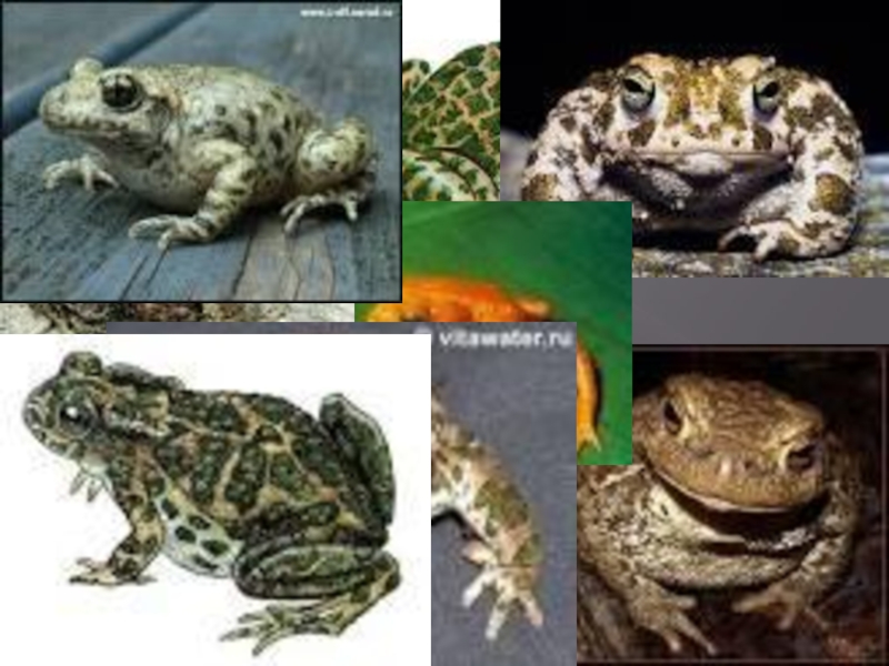 Похожие но разные. Сходство лягушки и Жабы зеленые страницы. Как отличить жабу от лягушки. Лягушка и жаба сходства и различия прочитать. Зеленая книга лягушка и жаба.