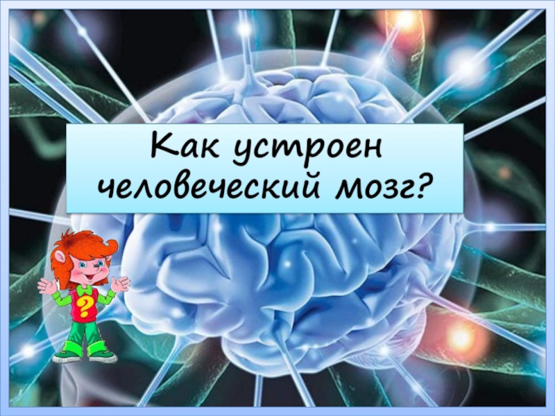 Как устроен человеческий мозг?