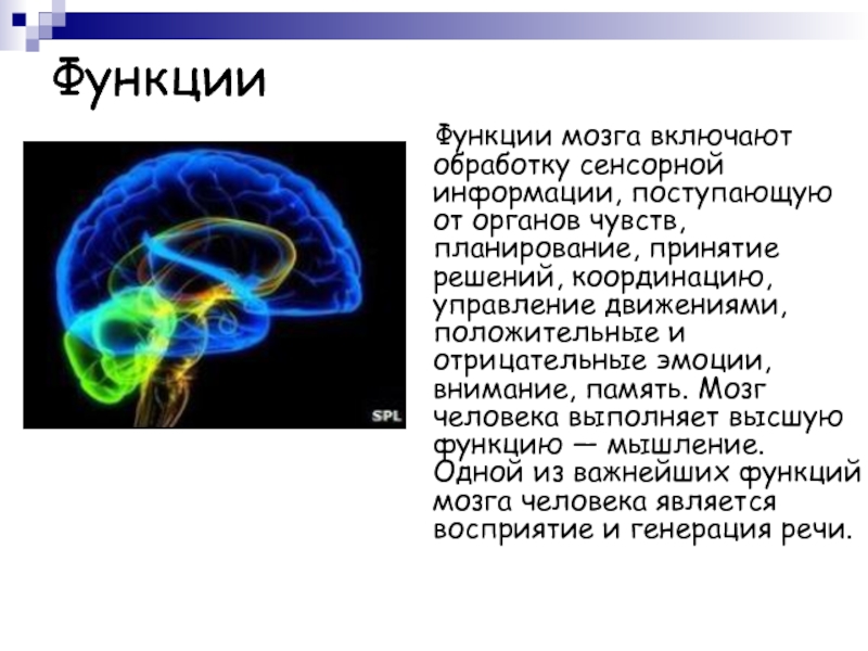 Функции мозга в костях