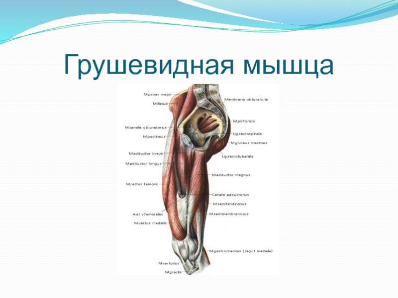 Грушевидная мышца. Грушевидная мышца бедра. Мышцы нижних конечностей грушевидная. Грушевидная мышца функции.