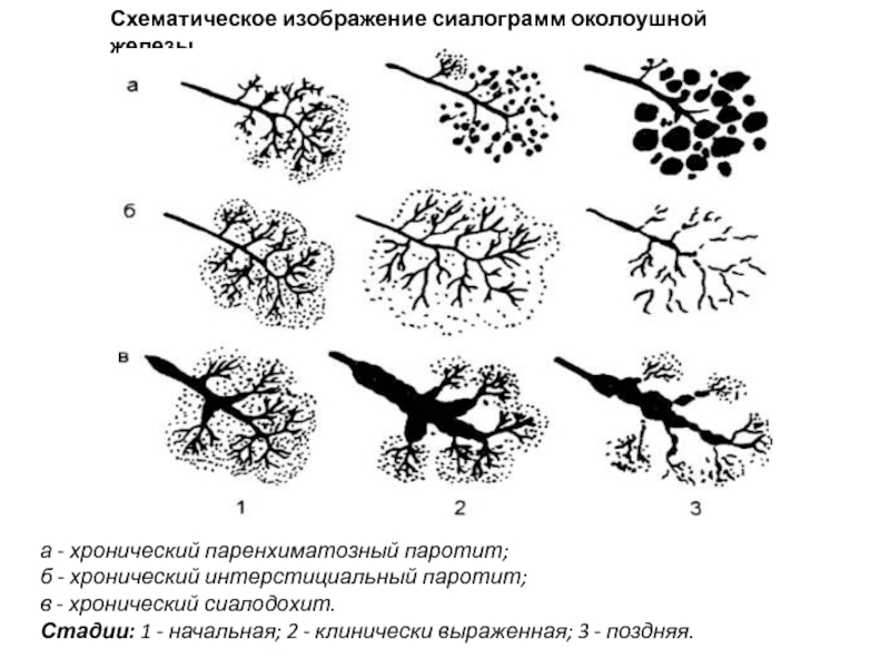 Укажите железы по изображению