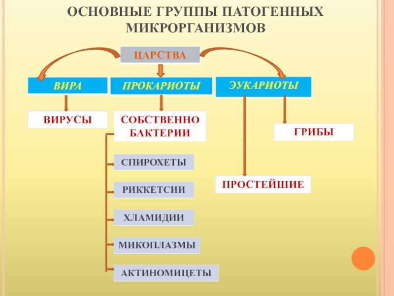 Основные группы патогенных микроорганизмов схема