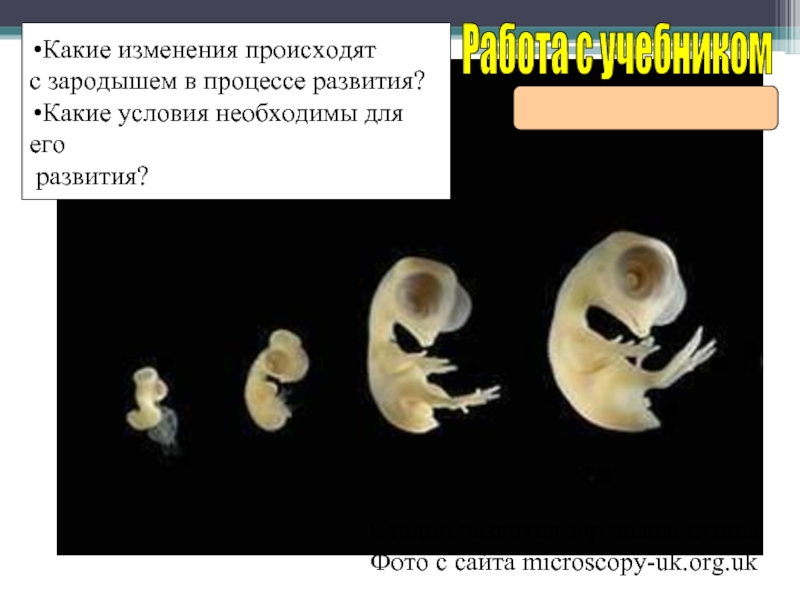 Стадии развития зародыша птицы. Фото с сайта microscopy-uk.org.uk Работа с учебникомКакие изменения происходятс зародышем в процессе развития?Какие