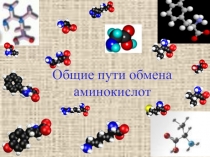 Общие пути обмена аминокислот