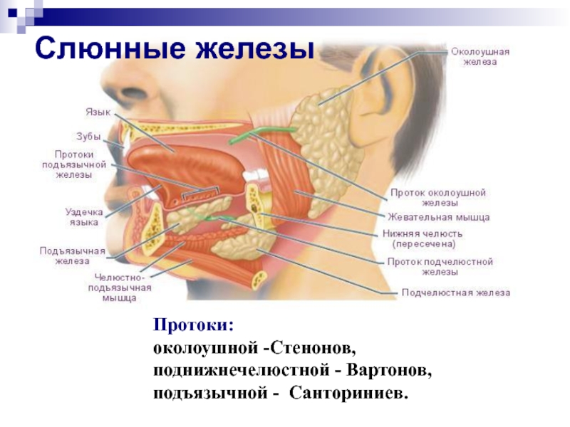 Пространства полости рта. Околоушной проток стенонов проток. Выводной проток подчелюстной слюнной железы анатомия. Слюнные железы строение и протоки. Протоки околоушной слюнной железы.
