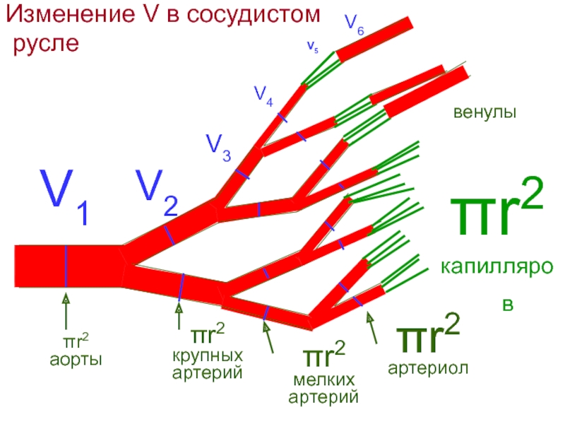 Сосудистое русло. Артериолы иннервация. Иннервация сосудистого русла. Изменение объемной скорости кровотока по ходу сосудистого русла. Иннервация сосудов артериол, венул и капилляров.