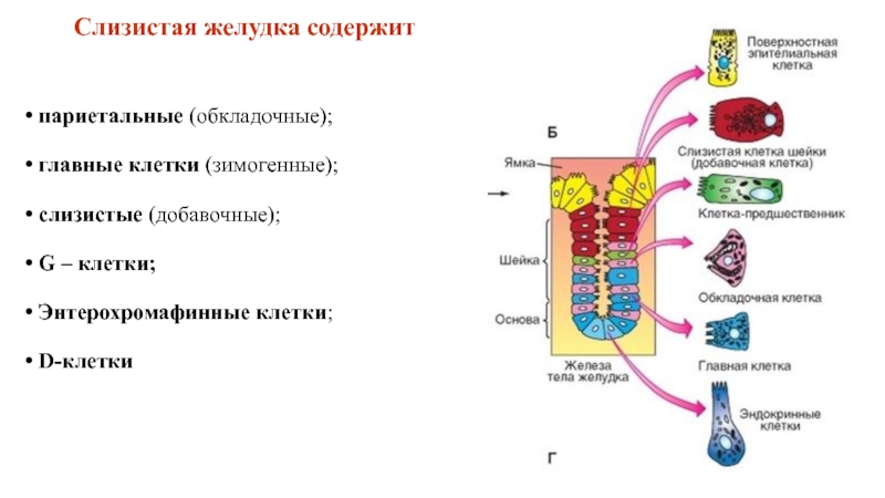 Клетки слизистой желудка вырабатывают. Париетальные клетки слизистой оболочки желудка секретируют. Главные обкладочные и добавочные клетки. Главные и обкладочные клетки желудка. Главные и париетальные клетки желудка.