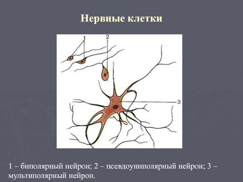 Нейроны спинного мозга характеристика. Биполярный Нейрон. Псевдоуниполярный Нейрон. Мультиполярные нервные клетки. Биполярные нервные клетки.