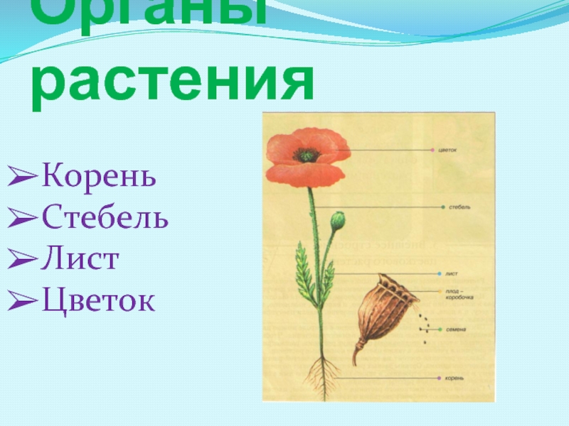 Презентация Органы растения  Корень Стебель Лист Цветок