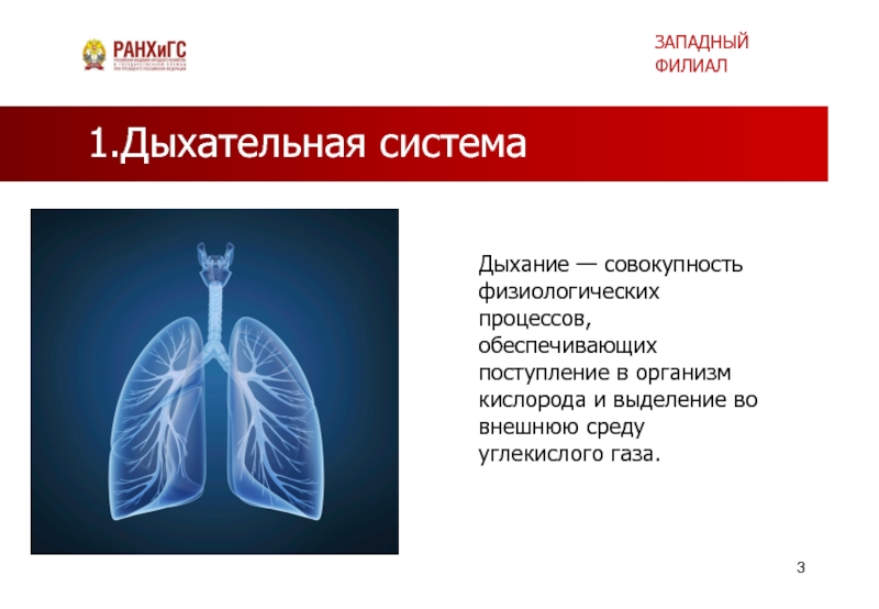 Стационарное дыхание. Дыхательная система обеспечивает поступление. Дыхательная система обеспечивает поступление в организм чего. Загадки на тему дыхательная система. Фон для презентации на тему органы дыхания.