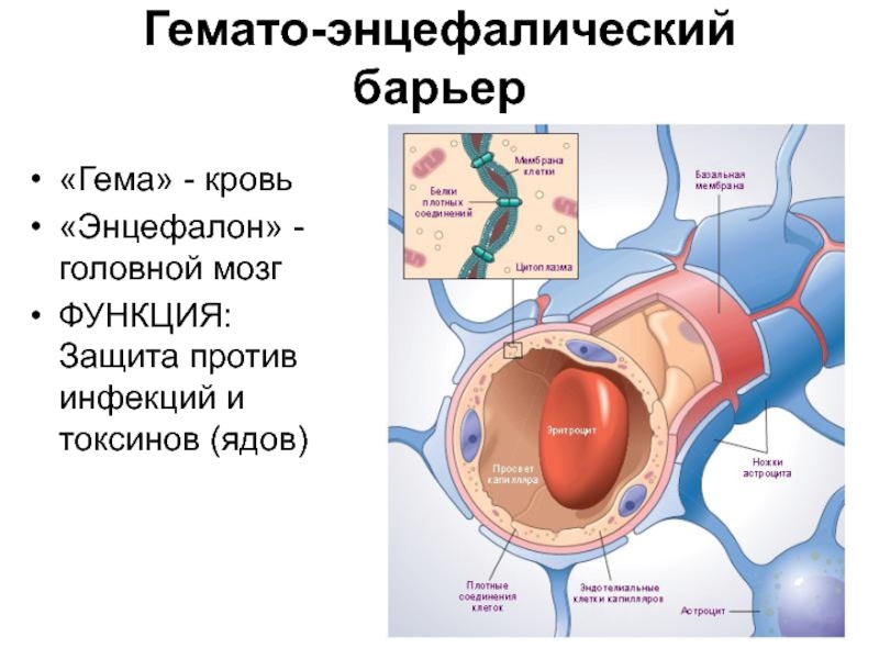 Гематоэнцефалический барьер схема