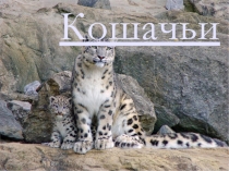 Кошачьи