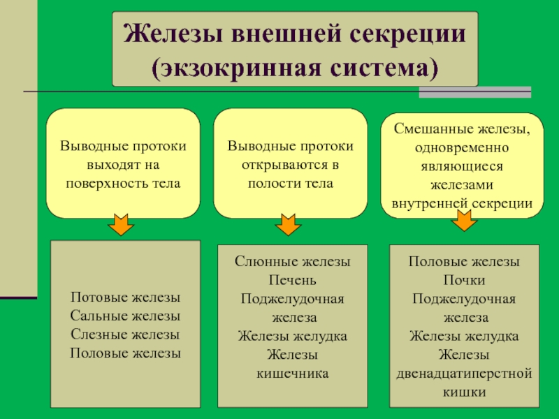 Железы смешанной секреции характеристика