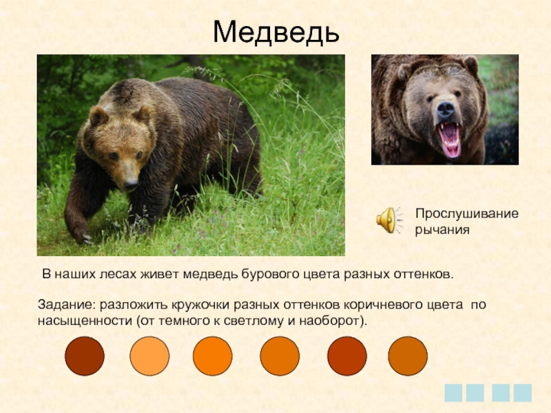 МедведьПрослушивание рычанияВ наших лесах живет медведь бурового цвета разных оттенков.Задание: разложить кружочки разных оттенков коричневого цвета по