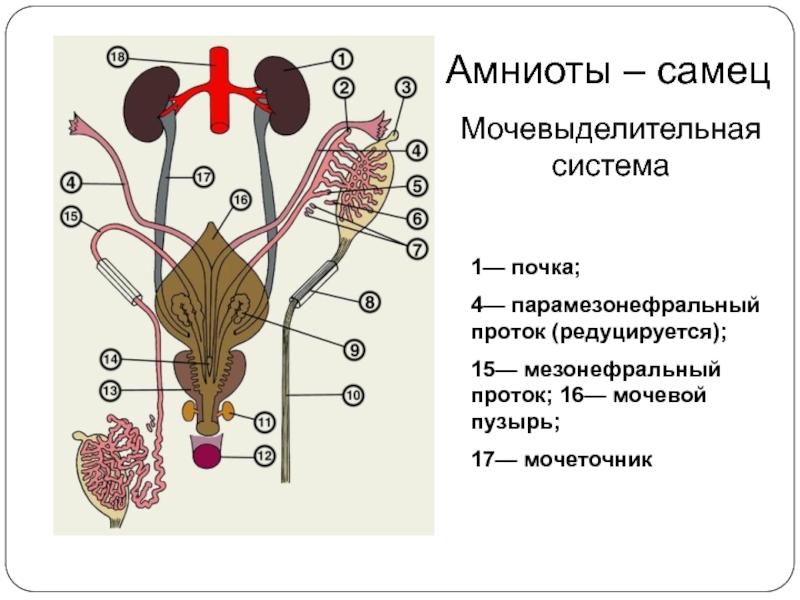 Филогенез выделительной системы презентация