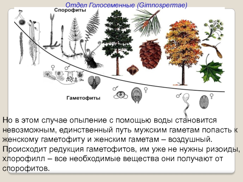 Даны изображения голосеменных отметь изображение соответствующее названию