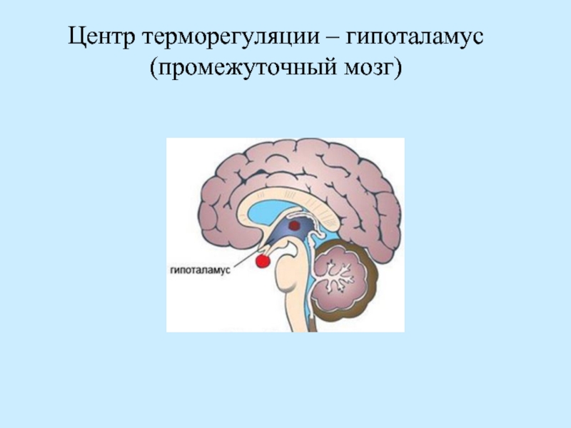 Центр терморегуляции находится в отделе. Гипоталамус центр терморегуляции. Гипоталамические центры терморегуляции. Центр терморегуляции в головном мозге. Центр терморегуляции расположен в промежуточном мозге.