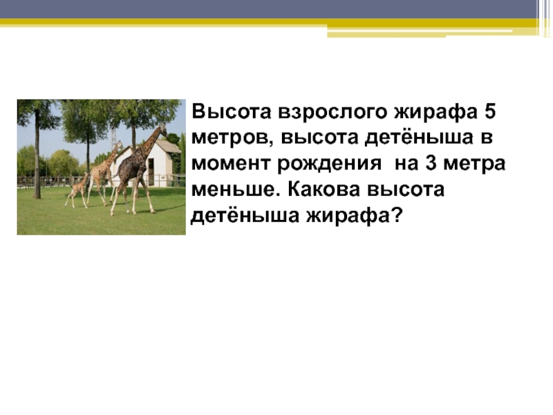 5 метров в высоту. 3 Метра высота. Высота жирафа 5 метров определите примерную высоту дома в метрах. Задача высота жирафа 5 метров высота дома 3 этажа.