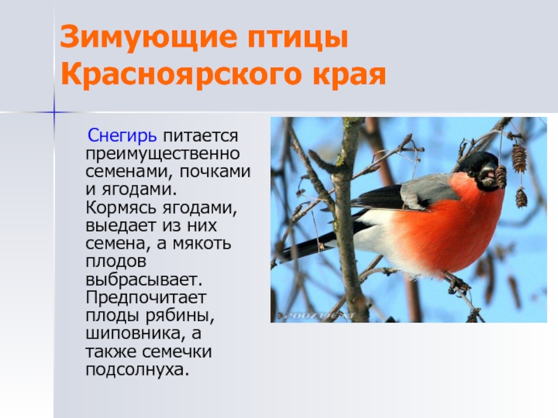 Зимующие птицы Красноярского края  Снегирь питается преимущественно семенами, почками и ягодами. Кормясь ягодами, выедает из них