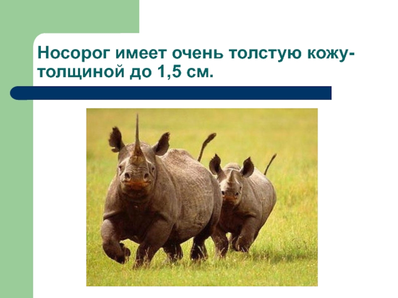 Носорог имеет очень толстую кожу-толщиной до 1,5 см.