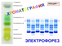 Хроматография