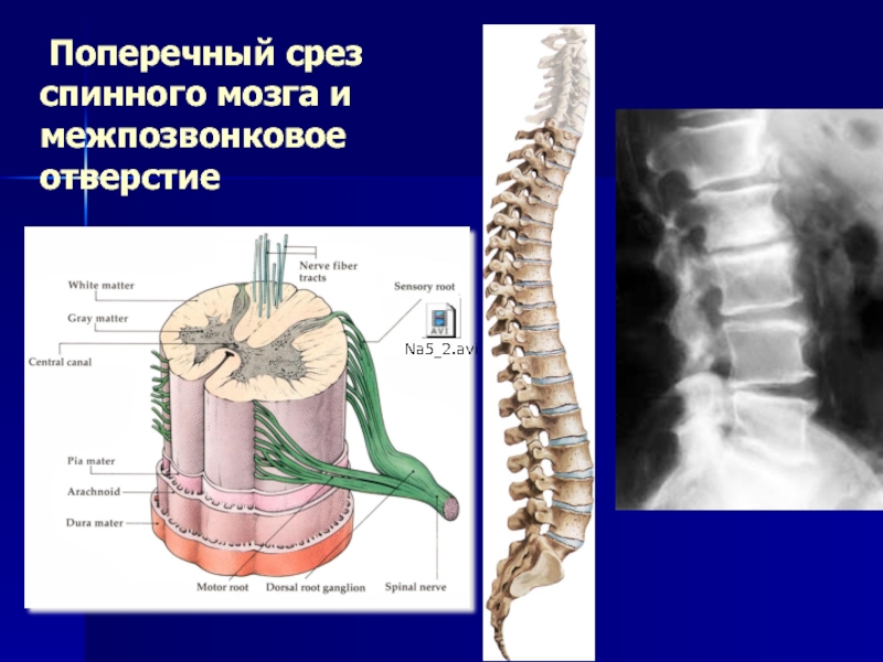 Поперечный срез спинного мозга рисунок