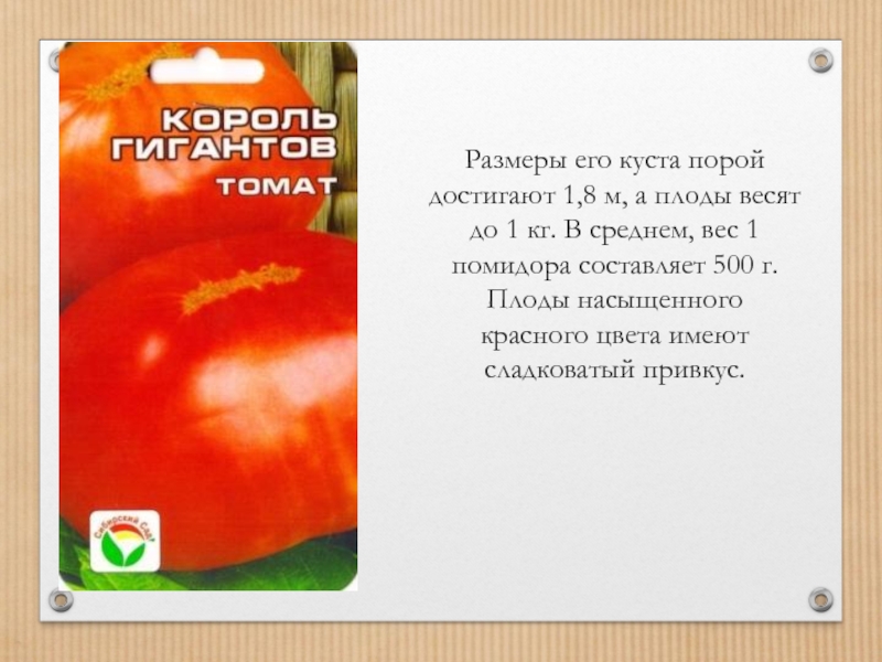Помидоры Лев толстой описание. Томат Лев. Размеры помидоров. Размеры томатов.