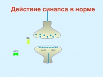 Действие синапса в норме.ppt