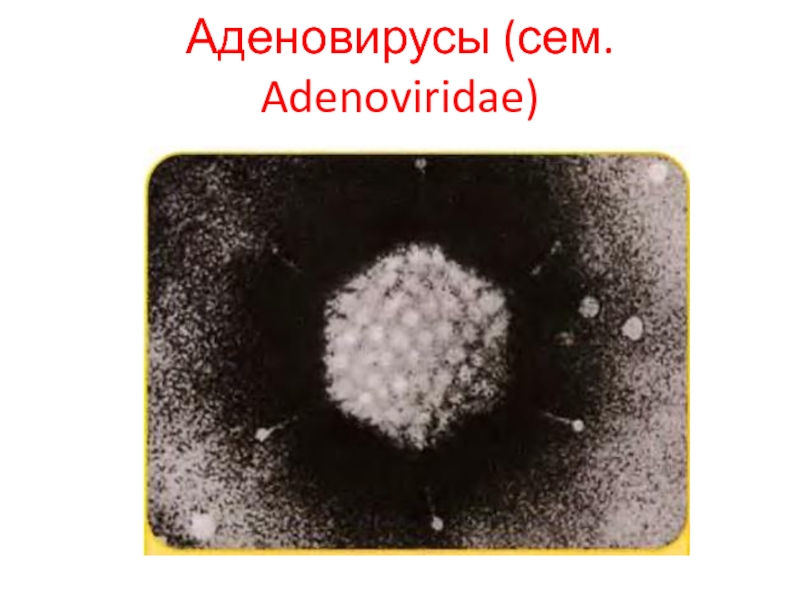 Аденовирус гриппа. Аденовирус 26 серотип симптомы. Аденовирус возбудитель. Антигены аденовирусов. Аденовирус вирус возбудитель.