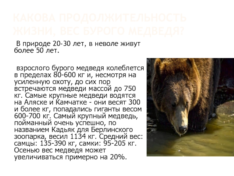 Максимальная скорость бурого медведя км ч. Продолжительность жизни медведя бурого в природе. Бурый медведь вес и рост. Продолжительность жизни бурого медведя. Вес бурого медведя взрослого.