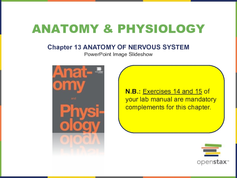 Презентация Anatomy & physiology
Chapter 13 ANATOMY OF NERVOUS SYSTEM
PowerPoint Image