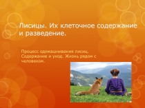 Лисицы. Их клеточное содержание и разведение
