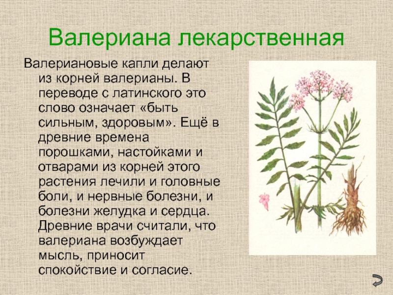 Деланный корень. Валериана лекарственное растение описан. Сообщение о растении валериана. Из чего делают валерьянку. Валериана лекарственная класс.