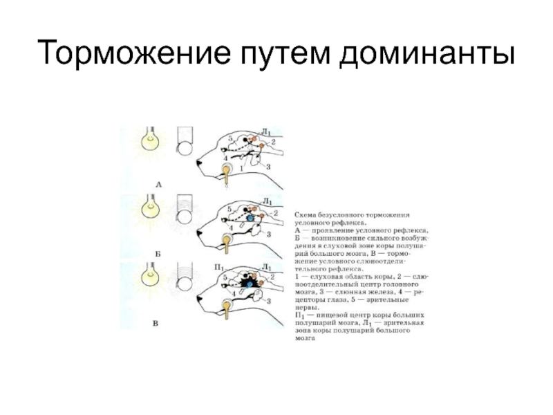 Нарисуйте схему развития внешнего торможения