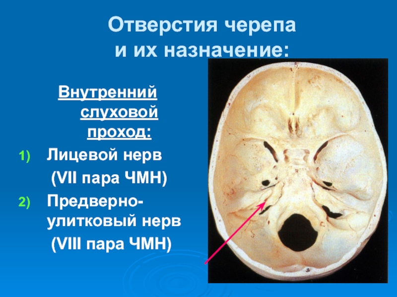 В полости черепа расположен. Внутреннее слуховое отверстие и внутренний слуховой проход. Внутренний слуховой проход анатомия на череп. Основание черепа анатомия яремное отверстие. Кости основания черепа анатомия.