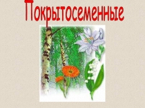 Покрытосеменные