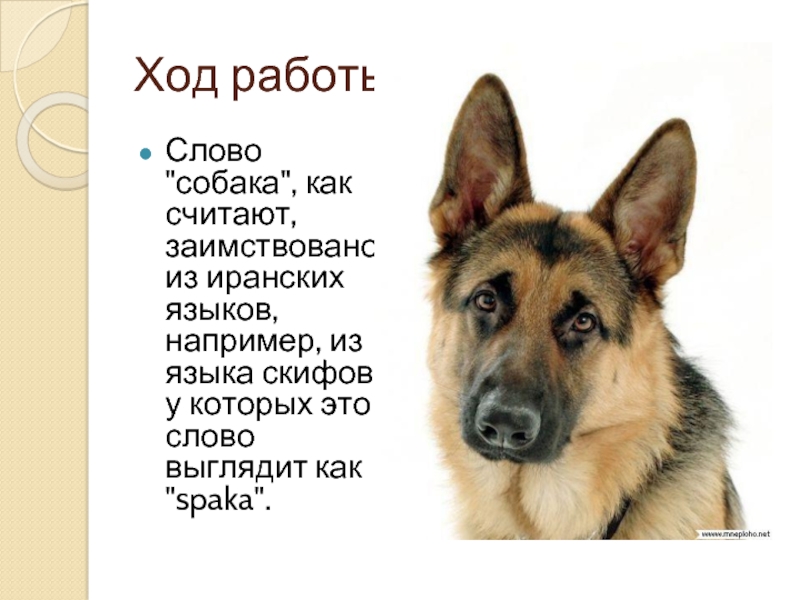 Жизнь собак текст