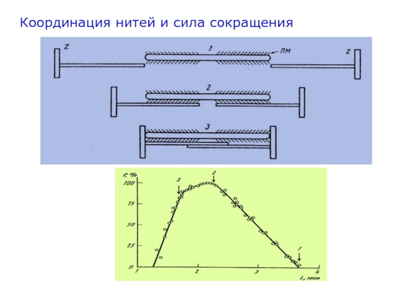 Прибор для записи графического изображения мышечных сокращений