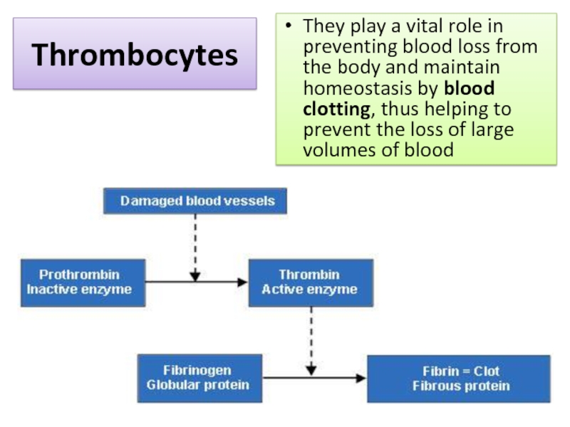 Media internals. Play a Vital role. Thrombocytes Volume in Blood. Manager Plays a Vital role.